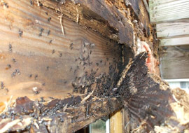 Charpente infestée de termites à Vitry sur Seine 94